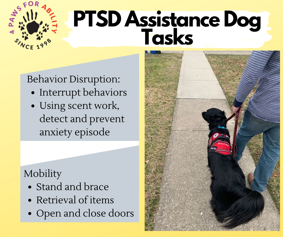 Behavior Disruption: Interrupt behaviors. Using scent work. detect and prevent anxiety episode.  Mobility: Stand and Brace, retrieval of items, open and close doors. 