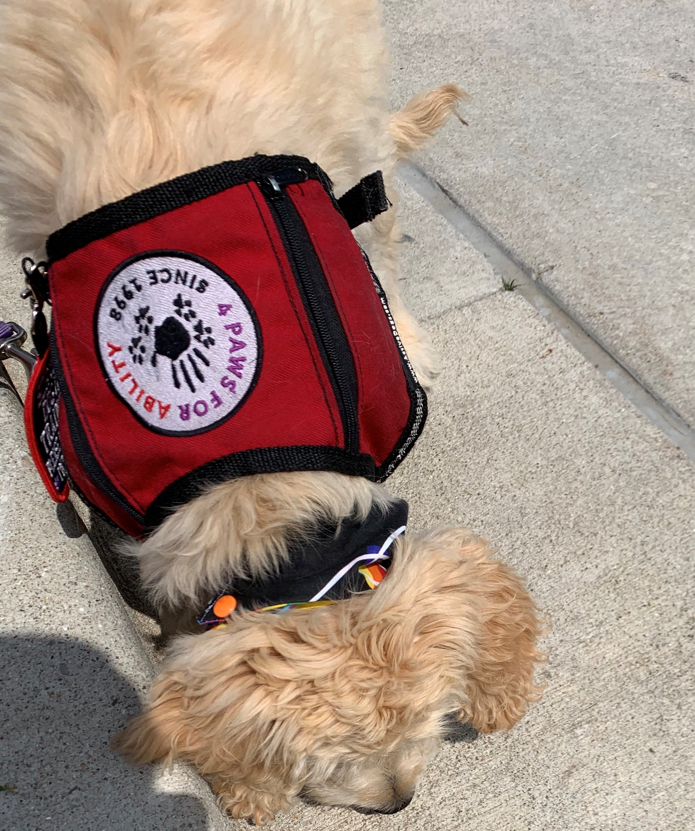 Goldendoodle service 2024 dog anxiety