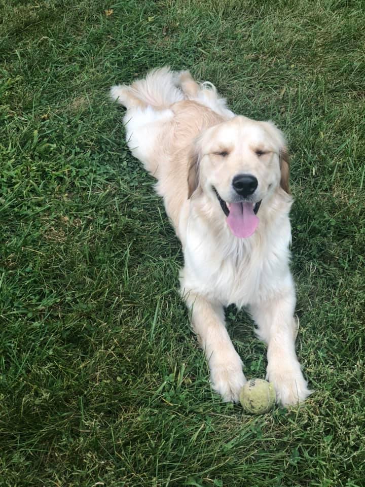 Golden Retriever laying in grass with tennis ball 