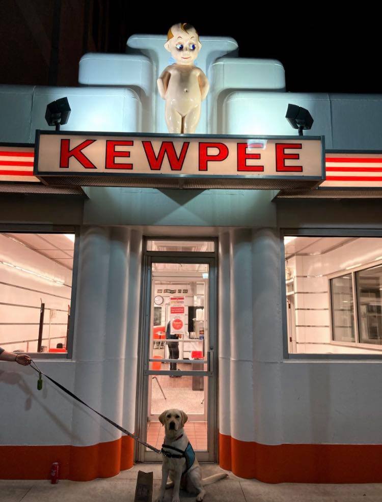 Service dog in training posing for picture in front of restaurant 