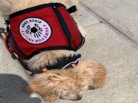 National PTSD Awareness Month: How a Service Dog Makes a Difference 